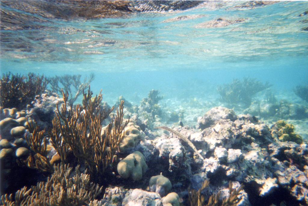 Tobago Cays