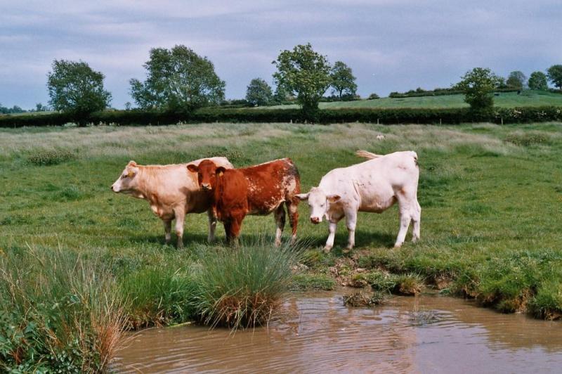 British Cows - Bse (berta,sarah,elizabeth)