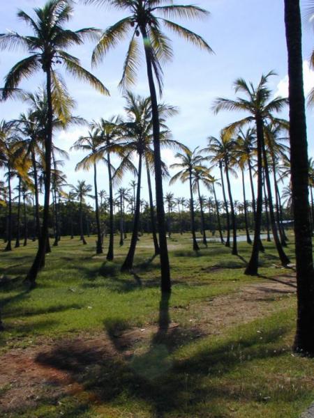 Palmen Auf Mustique 2